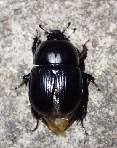 Réf. 309 286 : Geotrupes spiniger